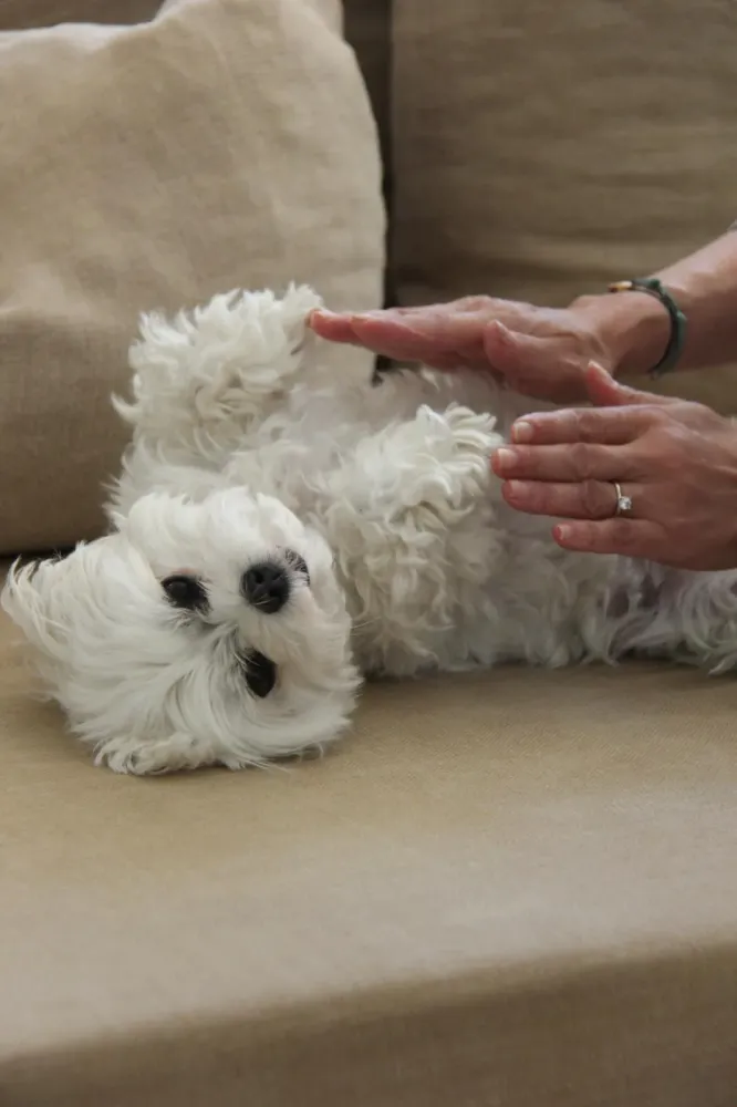 chien-reiki